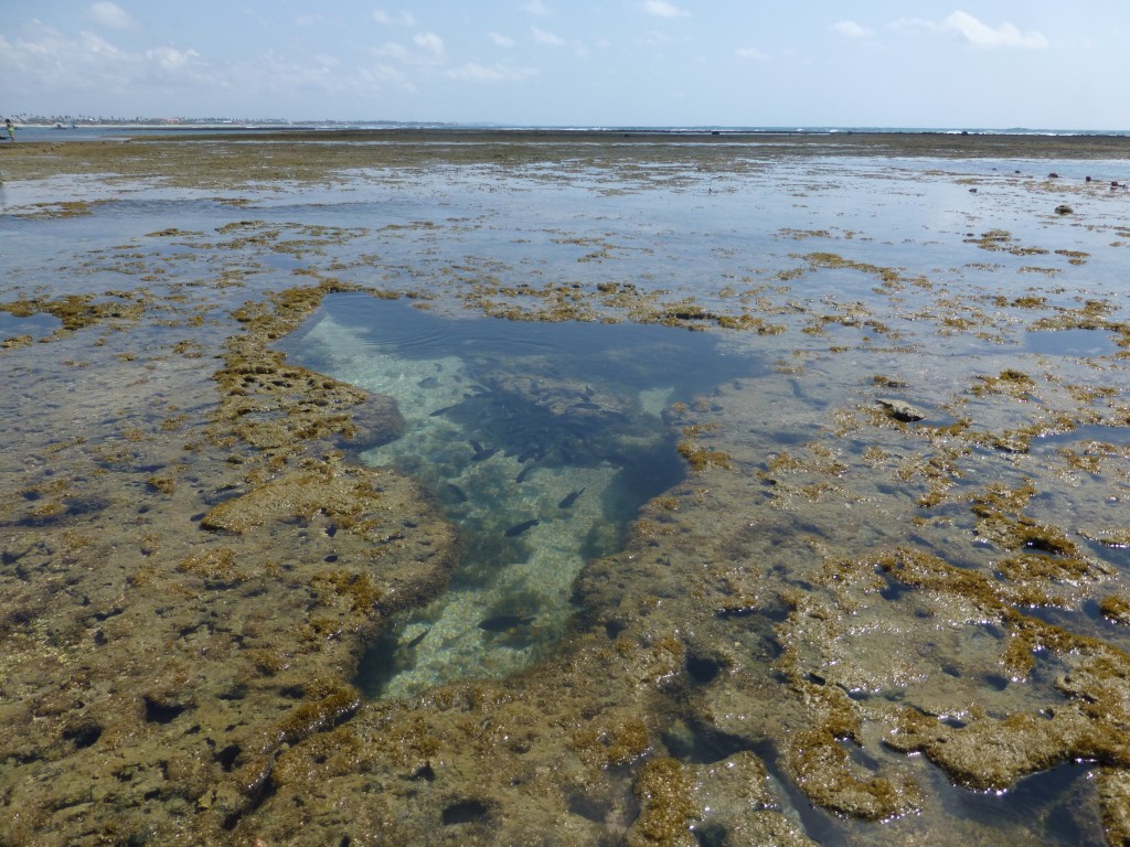 Porto de Galinhas (16)